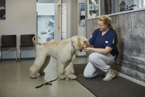 hundeklinikker oslo Evidensia Volvat Dyreklinikk