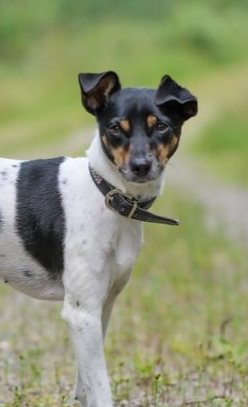 adoptere border collie oslo Solplassen