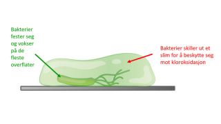 Dette må du vite om sjokk-klorering av bassengvann